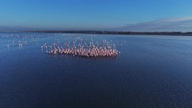 Flamingolar sığ sularda büyük bir grup halinde bir arada dururlar. Gökyüzü berrak, ve su güneş ışığını yansıtıyor, parlak bir sahne yaratıyor..