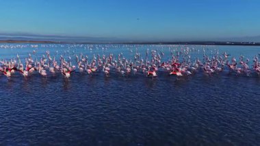 Bir grup flamingo sulak bir alanda sığ sularda duruyor. Beslenirken ve bulutlarla birlikte berrak bir gökyüzünün altında yürürken görülürler..