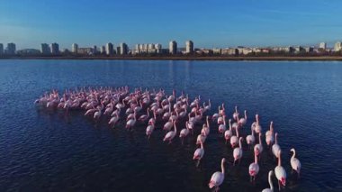 Flamingolar büyük bir grup oluştururken sığ sularda dururlar. Arka planda, şehir binaları açık gökyüzüne karşı yükselirken güneş parlıyor..