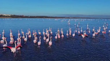 Bir grup flamingo sulak alanda sığ sularda duruyor. Bazı flamingolar kanatlarını uzatırken diğerleri besleniyor ya da dinleniyor..