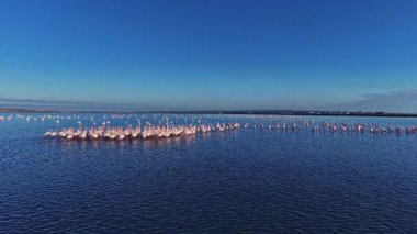 Bir grup flamingo sulak bir alanda sığ sularda duruyor. Mavi bir gökyüzünün altında bulutlarla bir araya gelirler. Güneş ışığı suyu yansıtır..