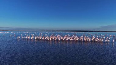 Flamingolar gün batımında sığ sularda duruyorlar. Gökyüzü açık ve birçok kuş kıyı boyunca güzel bir manzara yaratır..