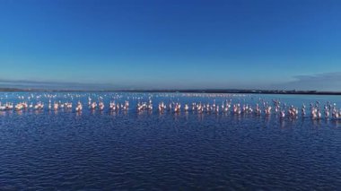 Flamingolar gün boyunca çok sayıda sığ suda toplanırlar. Mavi gökyüzünü yansıtırken beslenip sosyalleşiyorlar. Doğada hayat dolu bir sahne..
