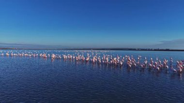 Bir grup flamingo yüzeyde bir çizgi oluşturan sığ sularda görülür. Sahne, arka planda birkaç bulutla açık gökyüzünü gösteriyor..