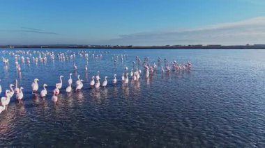 Flamingolar kıyı şeridinde sığ sularda toplanır, güneş tepede parlarken ve gökyüzü gündüzleri maviyken büyük bir grup halinde dururlar..