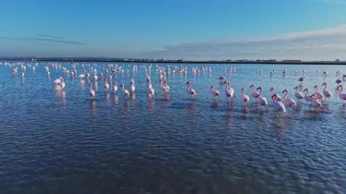 Bir grup flamingo sığ sularda birlikte duruyor. Gün boyunca açık gökyüzünün altındaki bir kıyı bölgesindeler. Manzara geniş ve açık..