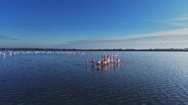 Flamingolar gün batımında sığ sularda toplanırlar. Yukarıdaki mavi gökyüzü durgun suyu yansıtıyor. Aktif olarak hareket eden ve beslenen kuşların görüntüsünü oluşturuyor..