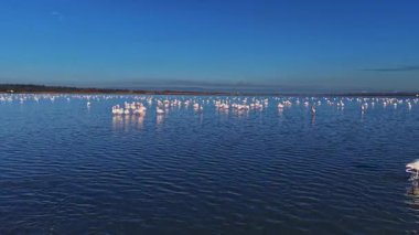 Birçok flamingo yiyecek ile beslenmek için suda toplanır. Güneş ışıl ışıl parlıyor ve mavi gökyüzü bu sulak arazide suyun yüzeyine yansıyor..