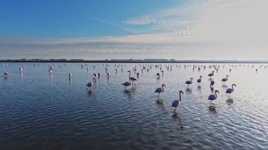 Flamingolar sulak bir alanda sığ sularda toplanırlar. Bazı filtreler beslenirken grup halinde dururlar. Gökyüzü açık ve güneş suyun üzerinde parlıyor..