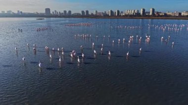 Flamingolar şehrin yakınındaki bir gölde sığ sularda toplanırlar. Binalar açık bir gökyüzünün altında kıyı boyunca sıralanırken onlar gruplar halinde duruyorlar..