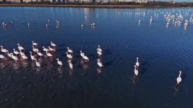 Flamingo grupları bir su kütlesi içinde yüzüyorlar. Tek ayak üzerinde durup yiyecek arıyorlar. Sahne, sakin suda birden fazla kuşu gösteriyor..