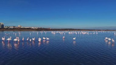 Flamingolar kalabalık olarak sığ sularda dururlar. Güneş yukarıda parlak bir şekilde parlar ve sabahın erken saatlerinde suyun yüzeyinde yansımalar yaratır..