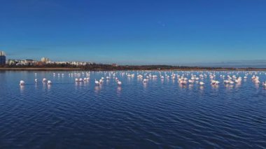 Flamingolar yüzeyde yansıyan sığ sularda dururlar. Şehir ufku gün boyunca açık mavi gökyüzünün altında görülebilir..