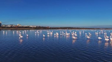 Flamingolar açık mavi gökyüzünün altında bir su kütlesi oluştururlar. Kıyı şeridi boyunca binalar görülebiliyor, bölgede canlı bir manzara yaratıyor..