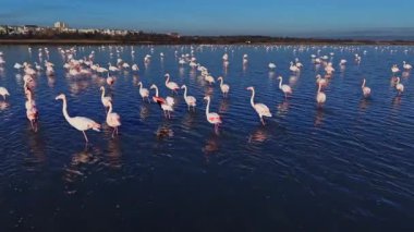 Flamingolar büyük bir kalabalık halinde bir gölde toplanır ve gün boyunca suda yürürler. Sahnede parlak renklerde pek çok kuş ve açık mavi bir gökyüzü var..