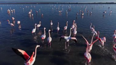 Flamingolar bataklıkta sığ sularda durup hareket ederler. Bazıları açık gökyüzünün altında arka planda uçan gruplar halinde görülüyorlar..