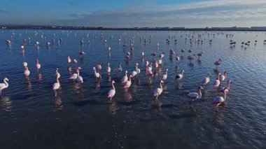 Flamingolar büyük gruplar halinde toplanırken sığ sularda dururlar. Açık bir gökyüzünün altında birkaç bulutla birçok kuş görülebilir..