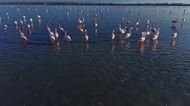 Flamingolar bataklıkta sığ sularda dururlar. Gruplar halinde toplanırlar, güneşten gelen ışığı yansıtırken yiyecek ararlar. Yer doğal ve ıslak..