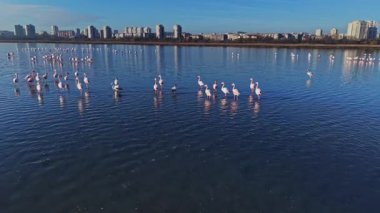 Flamingolar arka planda binaların yansımalarıyla sığ sularda toplanırlar. Gökyüzü açık, ve sahne şehir yaşamını ve doğayı bir arada yakalıyor..