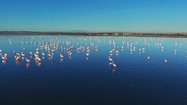 Büyük bir flamingo grubu sulak suların sığ sularında duruyor. Kuşlar açık mavi gökyüzünün altında besleniyor ve sosyalleşiyorlar..