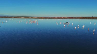 Flamingolar sulak bir alanda sığ sularda dururlar. Güneş ışıl ışıl parlıyor, suda yansımalar yaratıyor. Bu sahne doğanın ve vahşi yaşamın güzelliğini gösteriyor..