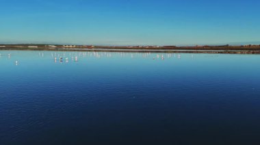 Flamingolar, güneş doğarken sığ sularda gruplar halinde dururlar. Açık mavi gökyüzü yukarda uzanıyor ve ufukta tuzlu düzlükteki uzak kara görünüyor..