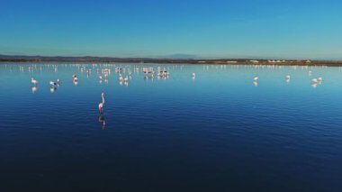 Flamingolar sığ sularda görülür. Gölün karşısında çok daha fazla görülebilirler. Gökyüzü açık ve mavi öğleden sonra güneşinde.