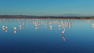 Flamingolar gün batımında sığ sularda yürürler. Sahne sulak alandaki birçok kuşu gösteriyor. Arka planda dağlar görülebilir..