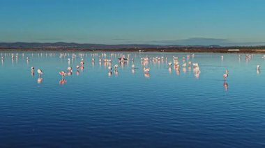 Flamingolar gün batımında kıyı bölgesinde toplanırken sığ sularda gökyüzünü yansıtırlar. Sahnede birçok kuş ve uzak tepeler var..
