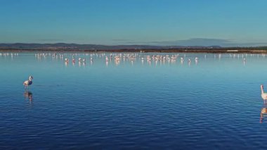 Flamingolar arka planda çok daha fazlasının olduğu sığ sularda dururlar. Güneş, kıyıya yakın sulak bir alanda yürürken ışıl ışıl parlıyor..