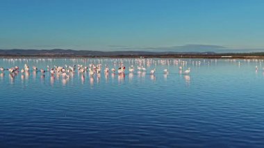 Flamingolar sığ sularda durup besleniyor ve dinleniyorlar. Sahne, kuşları doğal ortamlarında gelişen büyük bir grup halinde gösteriyor..