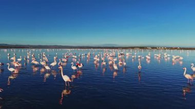 Birçok flamingo öğle vakti sığ sularda durur, yansımaları sakin yüzeyde görülebilir. Etraflarında açık mavi bir gökyüzü uzanıyor..