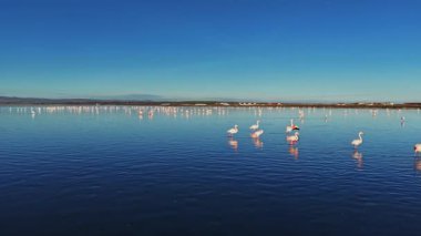 Flamingolar gün ışığında açık mavi gökyüzünün altında sığ bir gölde toplanırlar. Sakin yüzey, canlı şekillerini ve renklerini yansıtıyor..