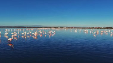Flamingolar sığ sularda toplanır, yansımaları güneş doğarken görülür. Sahne, berrak mavi gökyüzüne ve sakin sulara karşı birçok kuş gösteriyor..