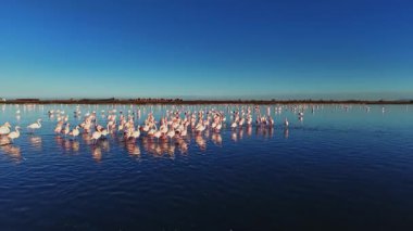 Flamingolar berrak bir gökyüzünün altında sığ sularda bir arada dururlar. Güneş ışıl ışıl parlıyor, etkileşime girerken suyun yüzeyinde yansımalar yaratıyor..