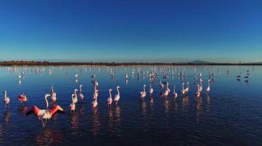 Flamingolar dururlar ve büyük bir su kütlesi içinde yürürler. Gün boyunca gökyüzü açık mavi bir şekilde görülüyorlar. Su renklerini ve çevrelerini yansıtır..