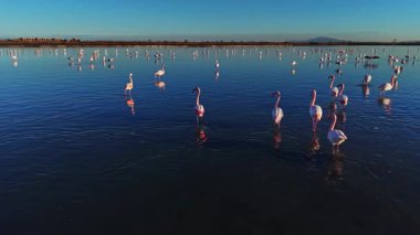 Flamingolar yüzeyde yansımalarla sığ sularda dururlar. Sahne, gün batımında berrak bir gökyüzünün altında geniş bir su kütlesindeki birçok kuşu gösteriyor..