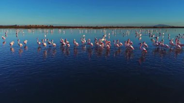 Flamingolar gün batımında sığ sularda toplanırlar. Gökyüzü mavinin gölgesine dönerken onlar yürür ve beslenir. Bu sahne sulak bir alanda geçiyor..