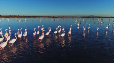 Flamingolar yüzeyde yansıyan sığ sularda dururlar. Sahnede, akşam güneşi altında dağların yakınındaki bir sulak alanda birçok kuş görülüyor..