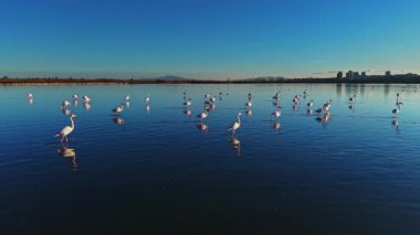 Flamingolar gün ortasında sığ sularda dururlar. Göl boyunca yayılırlar, güneş ışığını yansıtırlar ve uzun bacaklarını şehrin yakınındaki doğal bir yaşam alanında gösterirler..