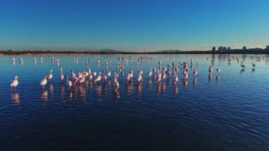 Flamingolar, mavi gökyüzünü yansıtan sığ sularda toplanırlar. Kuşlar uzak bir şehrin silueti ile sakin suların arasında yan yana dururlar..