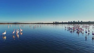 Flamingolar durup sakin sularda yürürler. Arka planda, binalar açık bir gökyüzüne karşı görülebilir. Gündüz vakti Işıl ışıl ve parlak.
