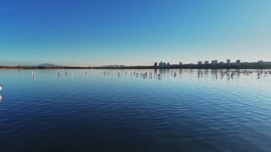 Flamingolar, açık mavi gökyüzünün altında duran binalar gibi sığ sularda toplanıyor. Sahne, onların doğal davranışlarını canlı bir ortamda yakalıyor..