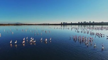 Flamingolar sığ sularda görülürler. Uzakta birkaç sürü görülebilir. Şehir binaları ufuk boyunca berrak bir gökyüzünün altında görülebilir..