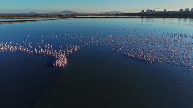 Birçok flamingo bir sulak alanda sığ sularda duruyor. Bazıları dinlenirken diğerleri etrafta dolaşıyor. Gökyüzü açık ve güneş sahnede parlıyor..