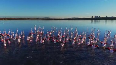 Flamingolar bir lagünün sığ sularında toplanırlar. Açık gökyüzü ve sakin su, parlak renklerini gün ışığında, doğal ortamında sergiliyor..