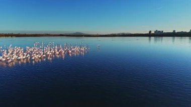 Birçok flamingo sığ sularda dururken, arka planda bir şehir silueti görülebilir. Güneş parlıyor ve gökyüzü bulutsuz berrak..