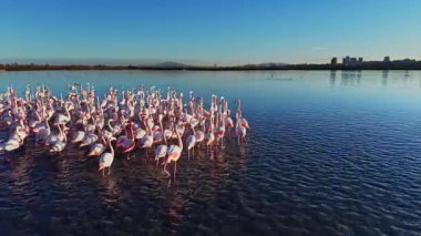 Flamingo grupları bir gölün sığ sularında dururlar. Güneş ışıl ışıl parlıyor ve arka planda bir şehir silueti görünüyor. Çevre doğal ve canlıdır..
