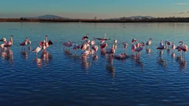 Gün batımında kıyıya yakın sığ sularda bir flamingo sürüsü duruyor. Güneş uzaktaki dağların arkasında batar, suda yansımalar yaratır..