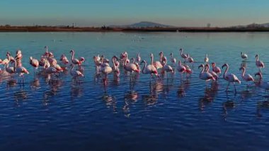 Flamingolar güneş batarken sığ sularda toplanırlar. Yüzeyde yansımaları parıldıyor, renkli bir sahne yaratıyor. Dağlar uzakta görülür..